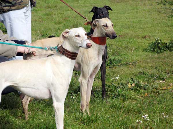 galgos